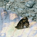 SATYRIDAE, Pedaliodes